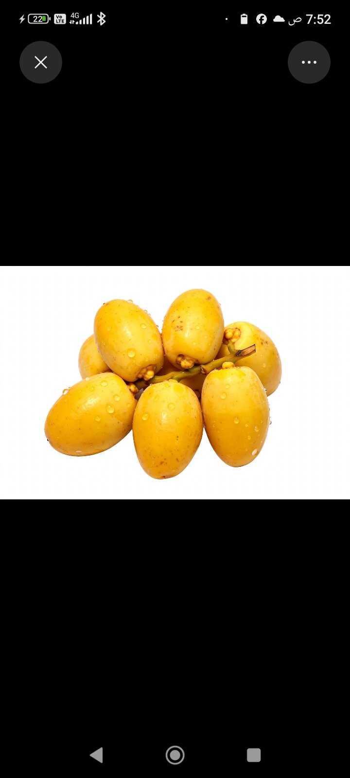 بلح اصفر برحي